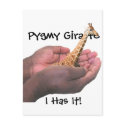 Pygmy Giraffe postcards
