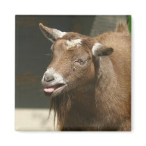 pygmy goat magnets by amwesley pygmy goat magnets