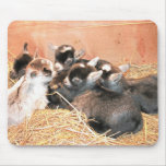 Pygmy Goat mousepads
