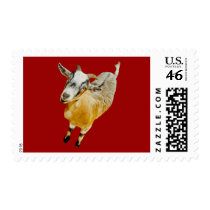 Pygmy Goat US Stamp by kphotos Pygmy Goat US Stamp