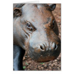 Pygmy Hippo Greeting Card