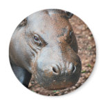 Pygmy Hippo Refrigerator Magnet