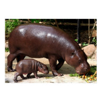 Pygmy Hippo Pair Hippopotamus Portrait posters