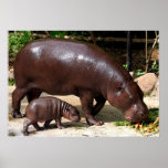 Pygmy Hippo Pair Hippopotamus Portrait posters