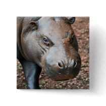 Pygmy Hippo Pinback Buttons