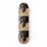 Pygmy Hippo Skateboard