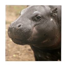 Pygmy Hippo Tile
