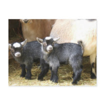 Pygmy Kids postcards