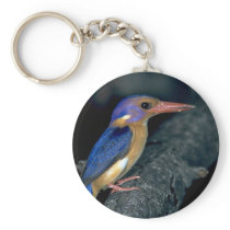 Pygmy Kingfisher Keychains