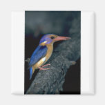 Pygmy Kingfisher Magnet