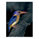 Pygmy Kingfisher Post Card