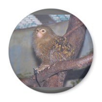Pygmy Marmoset Portrait magnets by thekingchivas Pygmy Marmoset Portrait magnets