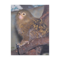 Pygmy Marmoset Portrait Post Cards