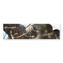 Pygmy Nuthatch bumper stickers by animalpark Pygmy Nuthatch bumper stickers
