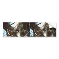 Pygmy Nuthatch bumper stickers by animalpark Pygmy Nuthatch bumper stickers