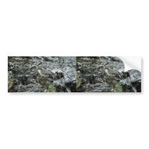 Pygmy Nuthatch bumper stickers by animalpark Pygmy Nuthatch bumper stickers