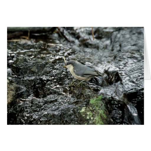 Pygmy Nuthatch Cards