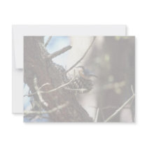 Pygmy Nuthatch invitations