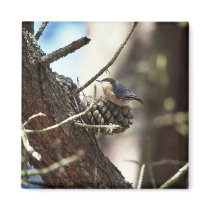 Pygmy Nuthatch magnets by animalpark Pygmy Nuthatch magnets