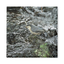 Pygmy Nuthatch magnets by animalpark Pygmy Nuthatch magnets