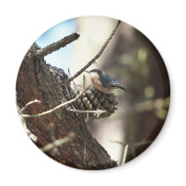 Pygmy Nuthatch magnets by animalpark Pygmy Nuthatch magnets