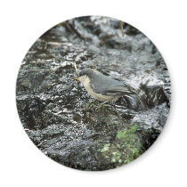 Pygmy Nuthatch magnets by animalpark Pygmy Nuthatch magnets