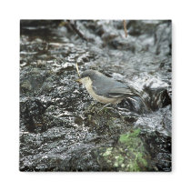 Pygmy Nuthatch magnets by animalpark Pygmy Nuthatch magnets