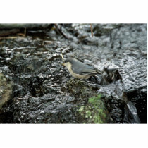 Pygmy Nuthatch photo sculptures by animalpark Pygmy Nuthatch photo sculptures