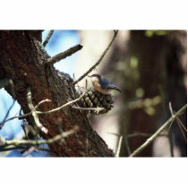 Pygmy Nuthatch photo sculptures by animalpark Pygmy Nuthatch photo sculptures