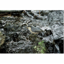 Pygmy Nuthatch photo sculptures by animalpark Pygmy Nuthatch photo sculptures