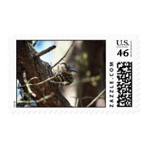 Pygmy Nuthatch postage by animalpark Pygmy Nuthatch postage