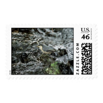 Pygmy Nuthatch postage by animalpark Pygmy Nuthatch postage