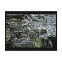 Pygmy Nuthatch postcards