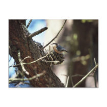 Pygmy Nuthatch postcards