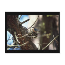 Pygmy Nuthatch postcards