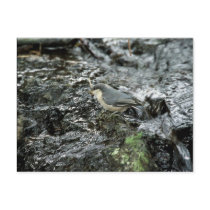 Pygmy Nuthatch postcards