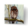 Pygmy Owl Button