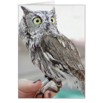 Pygmy Owl - Card