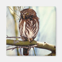 Pygmy Owl Fridge Magnet