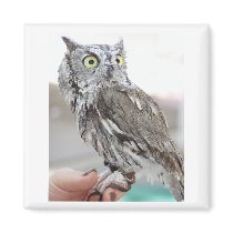 Pygmy Owl - Magnet by GardenDelightsArts Pygmy Owl - Magnet