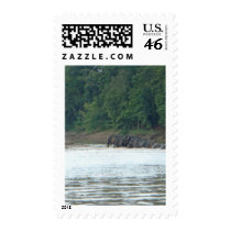 Pygmy Paddle Stamp