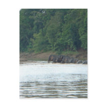 Pygmy Paddle Postcards