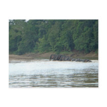 Pygmy Paddle Postcard