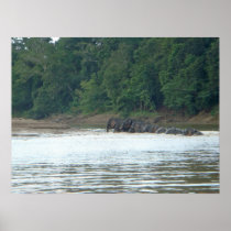 Pygmy Paddle Print