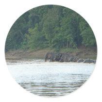 Pygmy Paddle Round Sticker