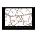 Pygmy Seahorse Poster posters by oceanfutures Pygmy Seahorse Poster posters