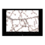 Pygmy Seahorse Poster
