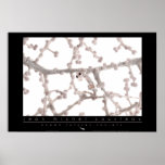 Pygmy Seahorse Poster