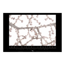 Pygmy Seahorse Poster posters