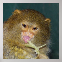 pygmymarmoset10x10 posters